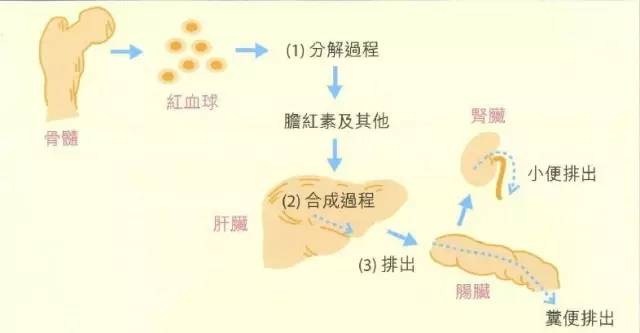 婴儿黄疸眼睛黄怎么办