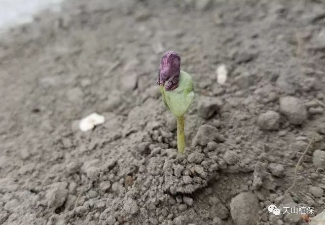 棉花生长每个阶段需要的温度是多少?