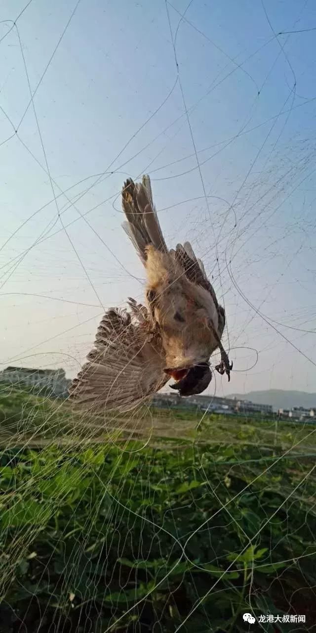 触目惊心龙港竟有人这样捕杀鸟类