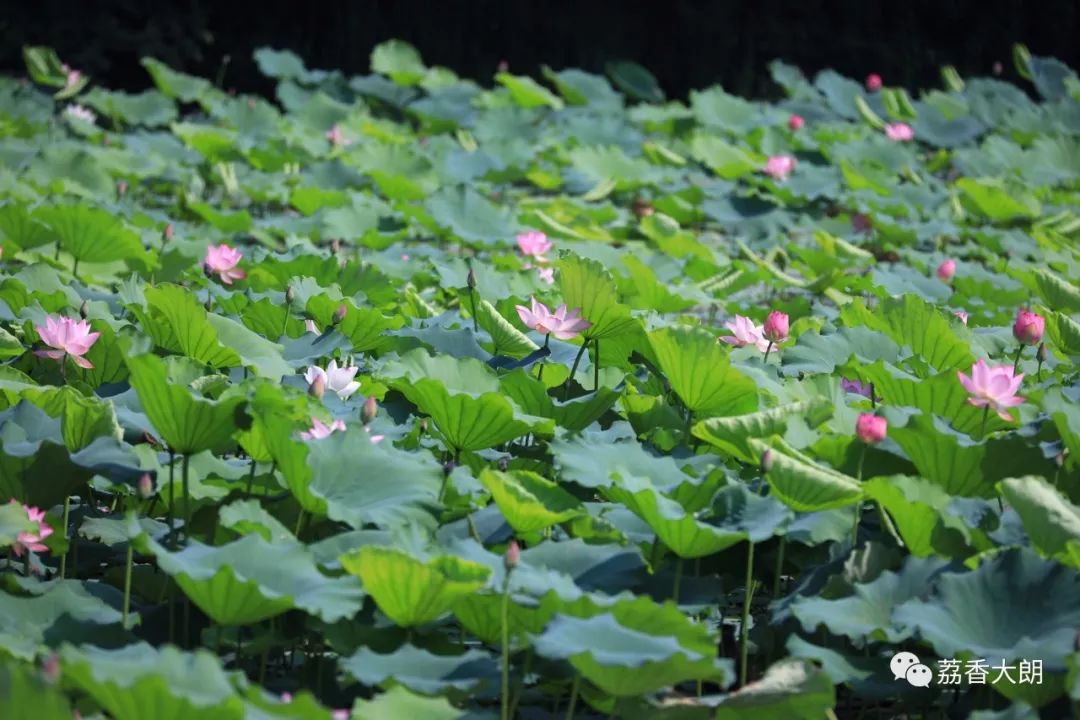 目前正值盛花期, 摇曳的花朵映满整个池塘, 连鸟儿也眷恋着荷花的清香