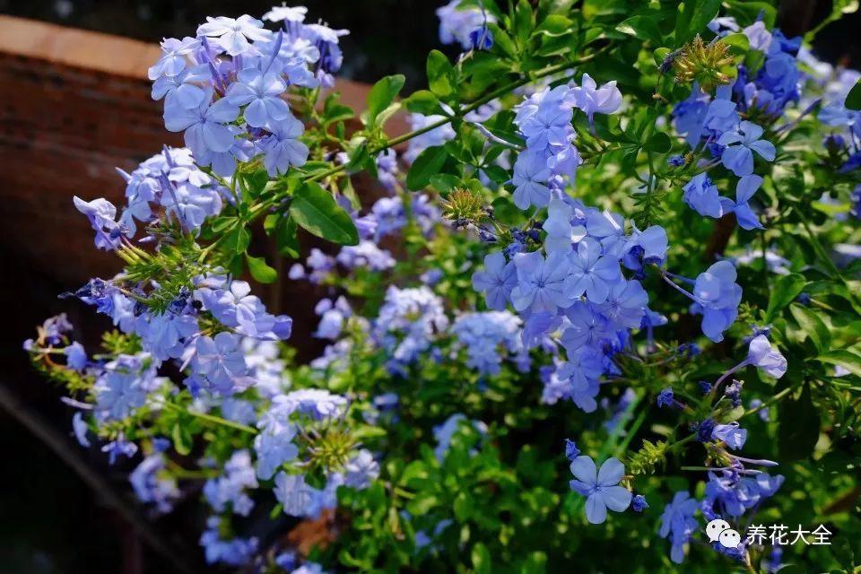 花期: 蓝雪球的花期主要是夏季,5月-10月都可以开花,生长迅速,花期