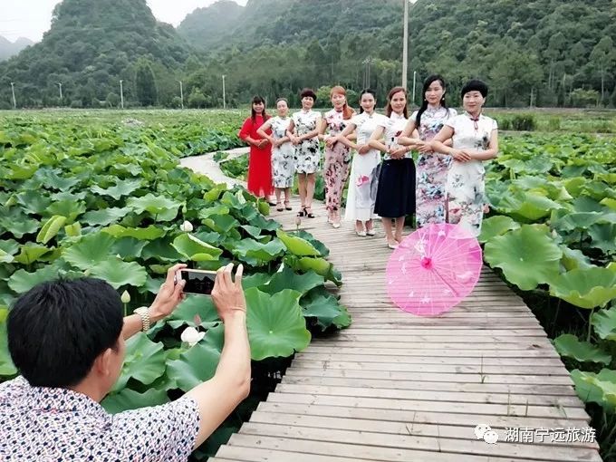 宁远九嶷荷园千亩荷花盛开迎客来