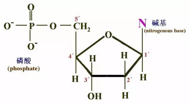 脱氧核苷酸大概长下面样子基因是dna分子上携带有遗传信息的功能片断