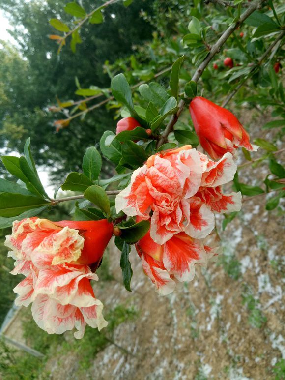 自己种石榴初夏把花赏秋来把果尝