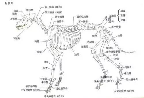 狗狗关节和骨骼为何会出问题?