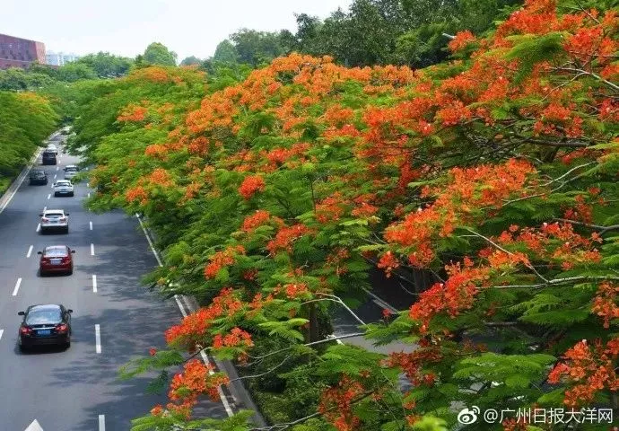 凤凰花刷爆朋友圈,5月尾的广州美出新高度!