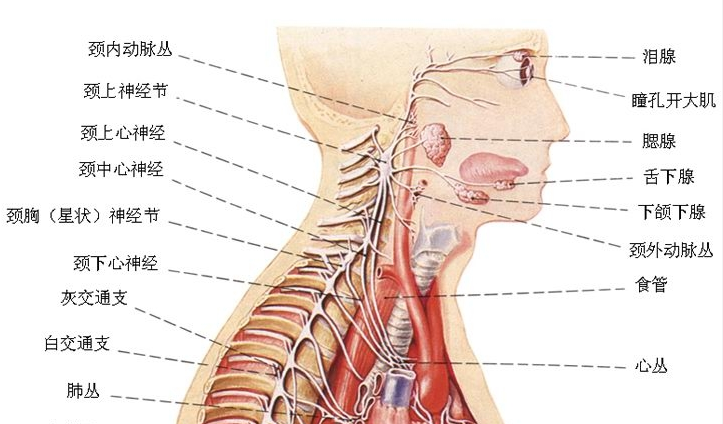 颈内静脉神经,颈外动脉神经,心上神经及咽喉支,并常发出支配上颈部