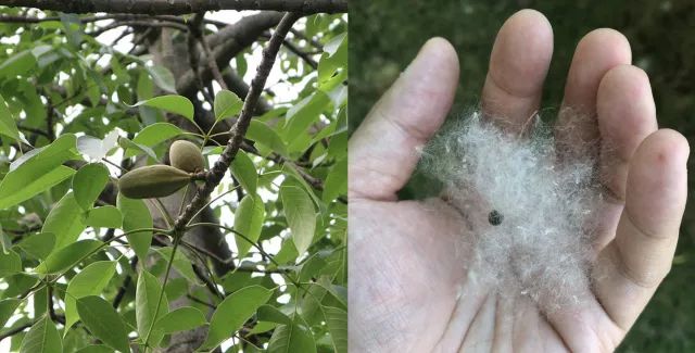 里面由内果皮变态发育而成的木棉絮,以及其中 包裹着的一颗黑色的种子