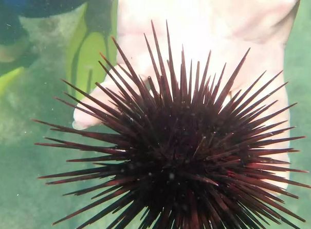 fish sea urchin