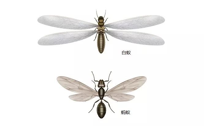 科技 正文  后来comstock在1895年将isopteres改为等翅目isoptera