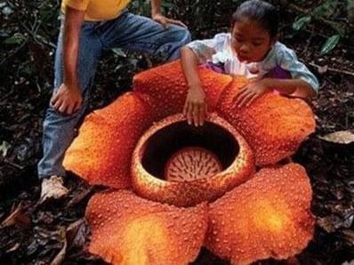 但是却真正是一种肉食植物,也是世界上最大的花朵,名叫大王花