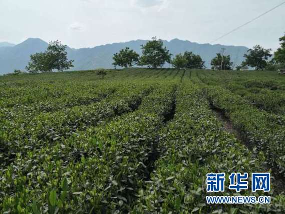 高山青葫芦丝曲谱