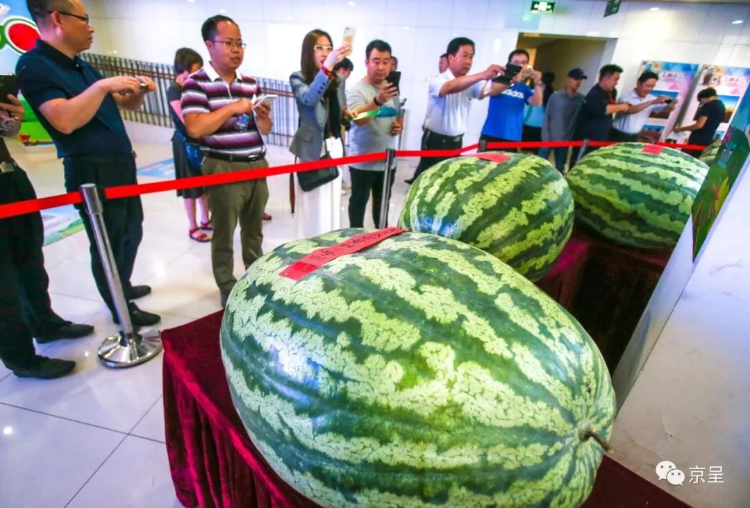 又到大兴西瓜节!老照片带你回忆30年来吃过那些瓜