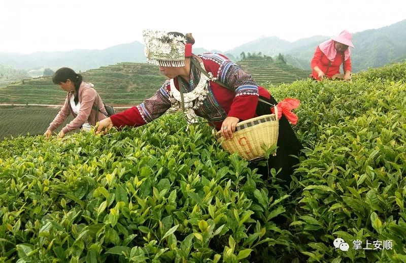 西秀区茶岭村:小小茶叶唱主角