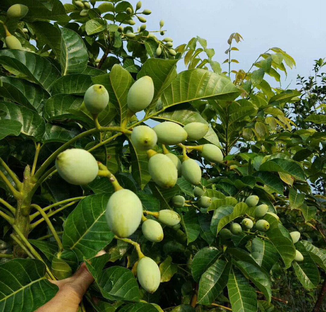 工艺榄的兴起使黑榄种植效益大增,黑榄成为农民的"黑