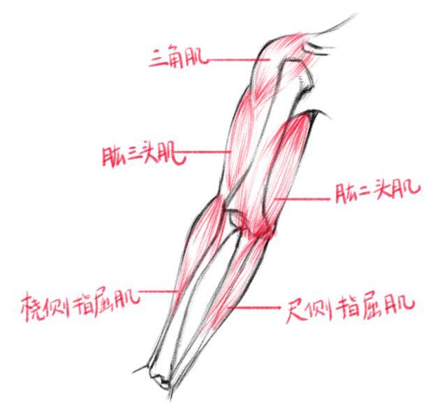 胳膊与手的结构 胳膊与身体连接的部分有一个较大的