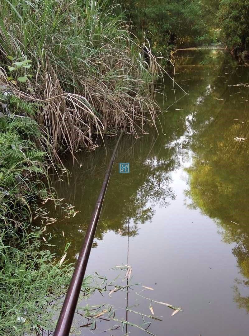 长满茅草的野河,用自制谷子钓饵,收获12条野生鲤鱼有一条重5斤