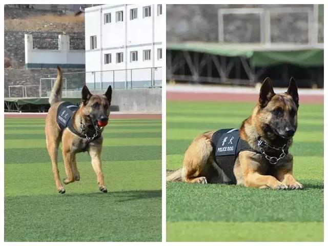 王仲祥所带警犬"胜利"被评为功勋犬