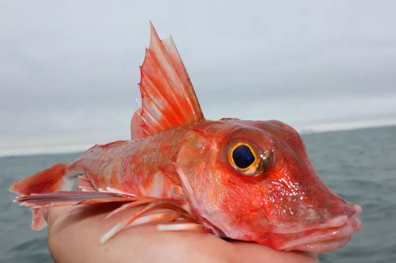 红鲂鱼虽然长得难看,但英国人认为品尝时"口感紧实爽滑,满口喷香,就好