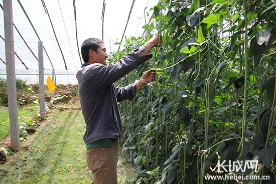 饶阳县村民观察自家大棚里种植的豆角长势.肖建文 供图