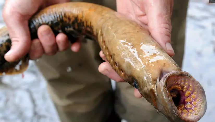 七鳃鳗,一种古老动物,与鱼纲的鱼类动物并不属于一类,并不是鱼.