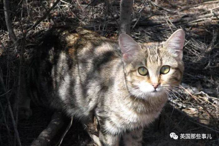 野猫战斗力爆棚管不住了!澳洲要修全世界最长的防猫"长城"