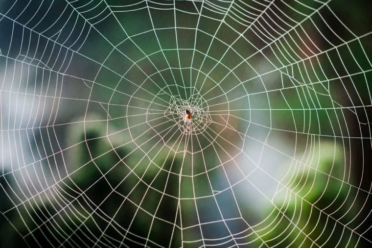 14个自然界中发现的"最精致"的蜘蛛网-搜狐大视野