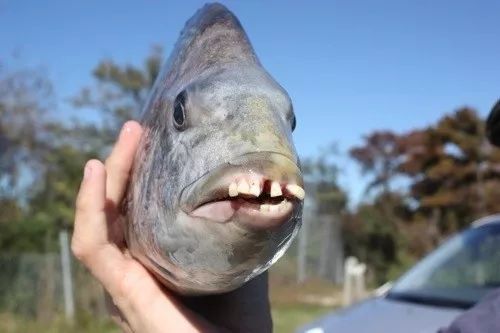 但是要说嘴里的牙长着像人类牙齿的鱼,那真的是感觉格外古怪了.