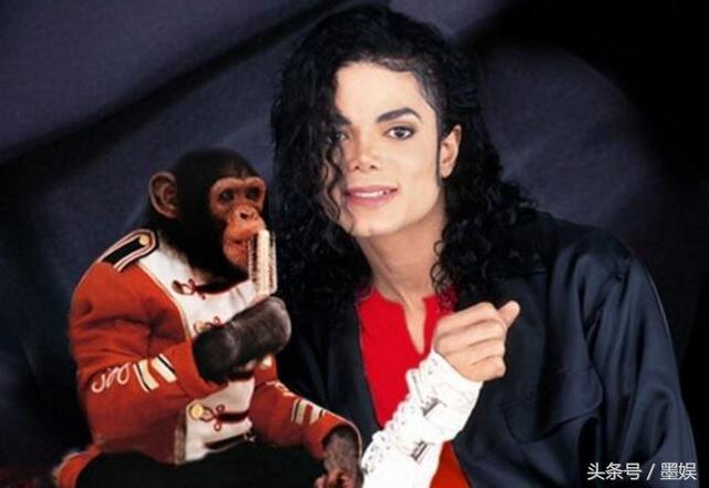 迈克尔杰克逊最喜欢的那只大猩猩"泡泡"现在怎么样了?