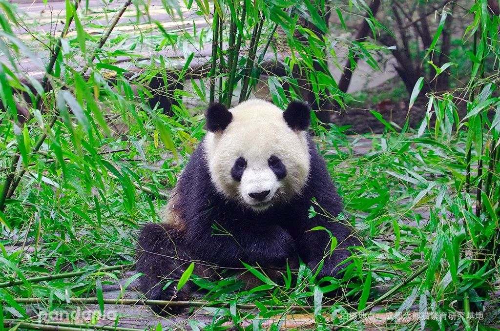 跟熊猫用同款是一种什么样的感觉?