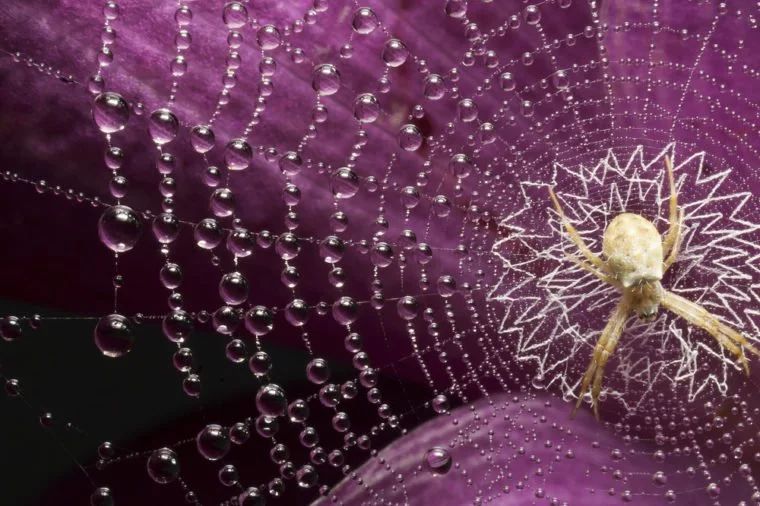 14个自然界中发现的"最精致"的蜘蛛网