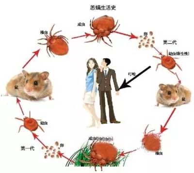 恙虫病是由恙虫病立克次体引起的急性传染病,鼠类为主要传染源和贮存