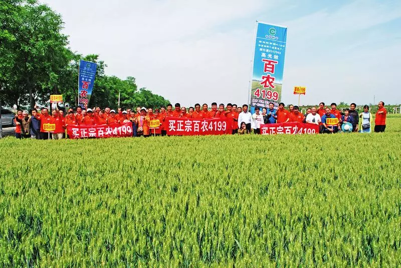 农民福利大国有重器坊间多麦香高光效小麦百农4199有何魅力