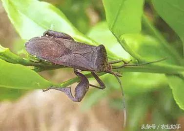 梨网蝽昆虫纲(半翅目)防治药剂:红蜘蛛可用阿维菌素,乙唑螨腈,氟啶胺