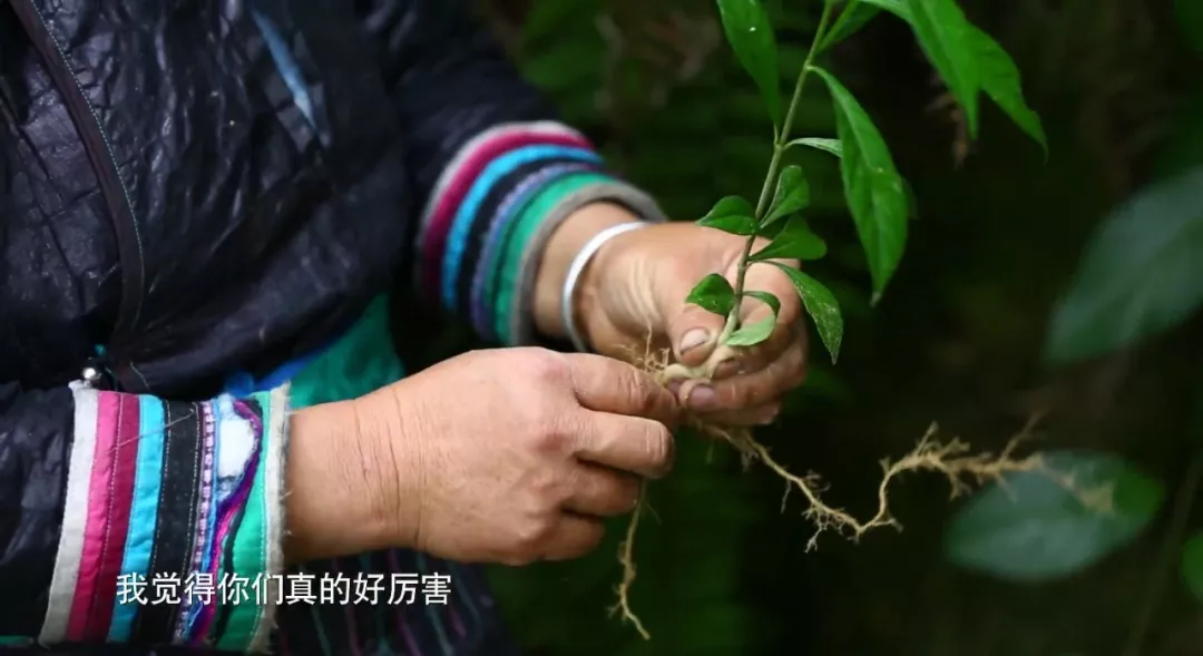 没有任何的文字记录,在占里古村的药师脑海中,就有着一副名叫换花草的