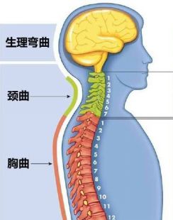 形成了凸向前的天然弯曲,这个弯曲也称为颈椎的生理曲度