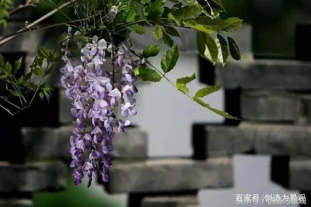 院子里常见的10种爬墙植物介绍