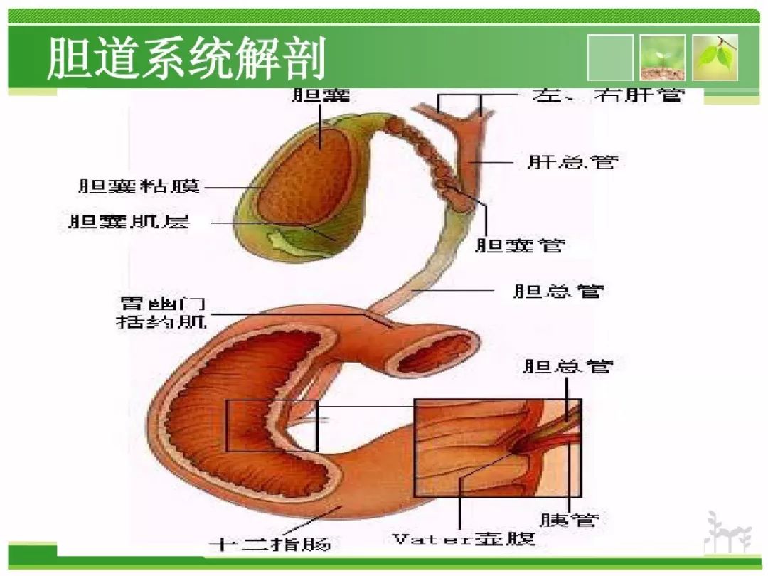 胆总管结石护理查房