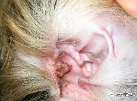 宠物 正文  1,首先需要确诊引起耳道的原因是什么,是耳螨感染还是真菌