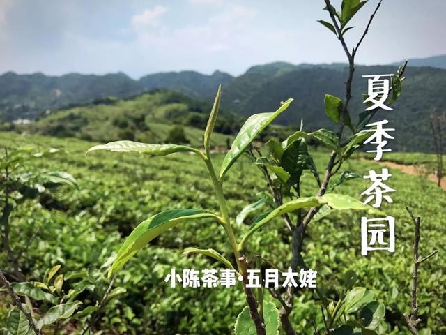 二,什么是高山茶