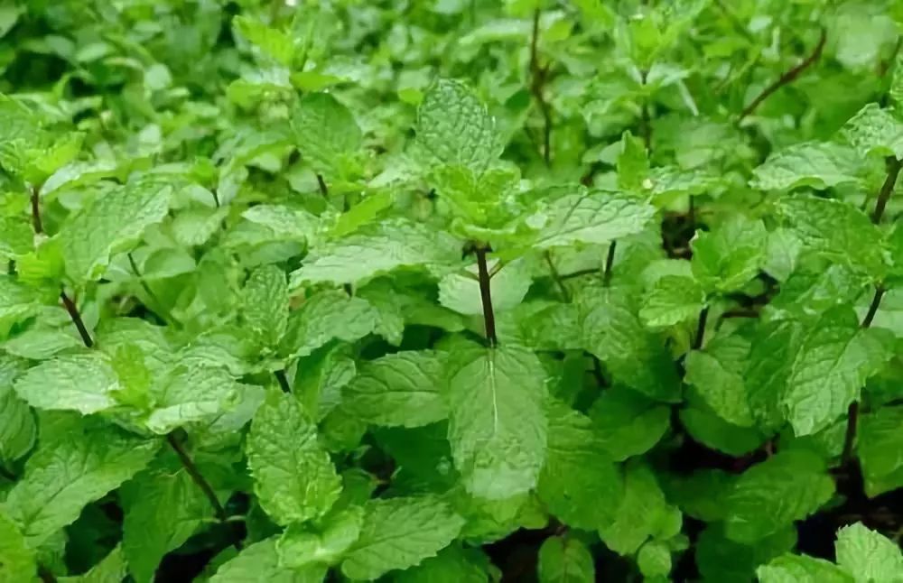 花语新谈 原来这植物还有这种功效 还不赶快种上一盆