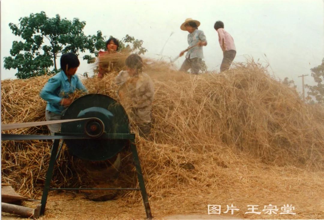 珍贵:实拍的30年前商丘打麦的场景!还是大圆桶子打麦机呢!