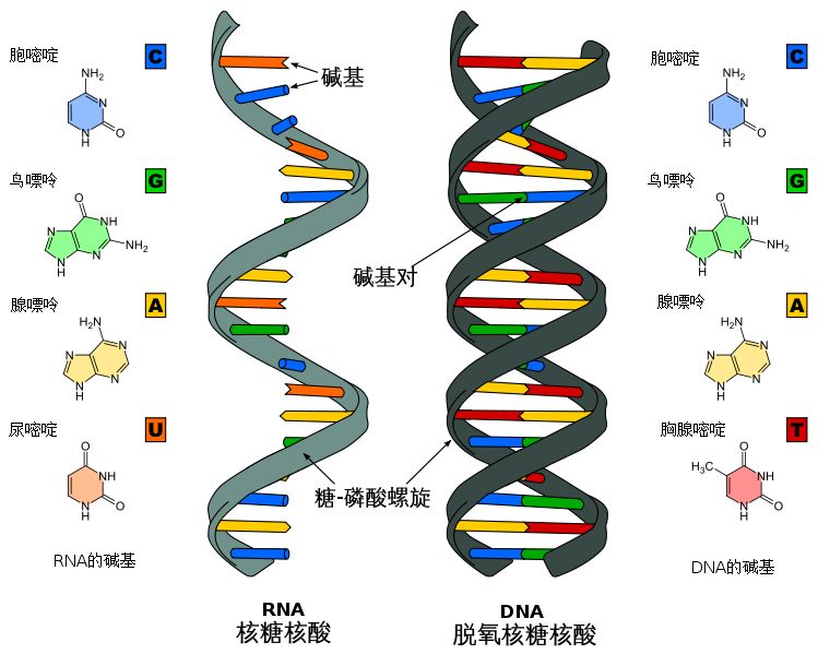 柴胡GDP_中药柴胡图片(3)