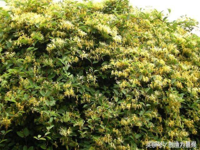 院子里常见的10种爬墙植物介绍