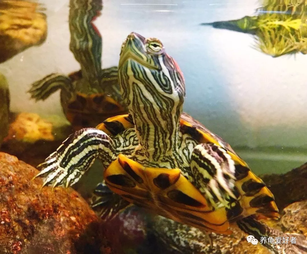 巴西龟的寿命最长只有35年？是龟中的短命王吗？