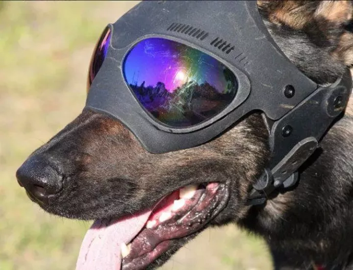 闪亮的氪金狗眼~k9战术狗头套装,战术军犬了解一下