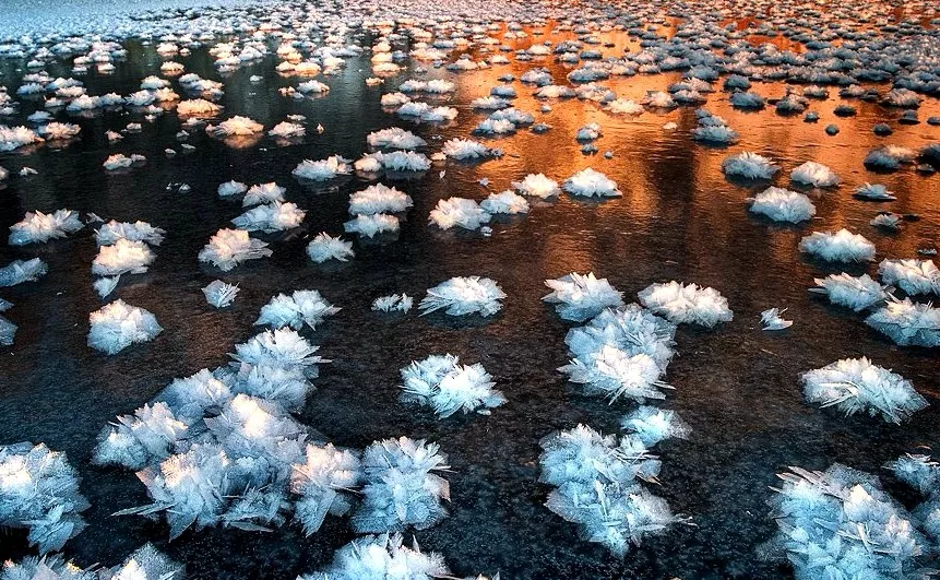 海面盛开"冰莲花",极寒天气的加拿大惊现绝世美景