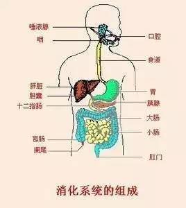 1.影响消化系统的功能—胃会不舒服