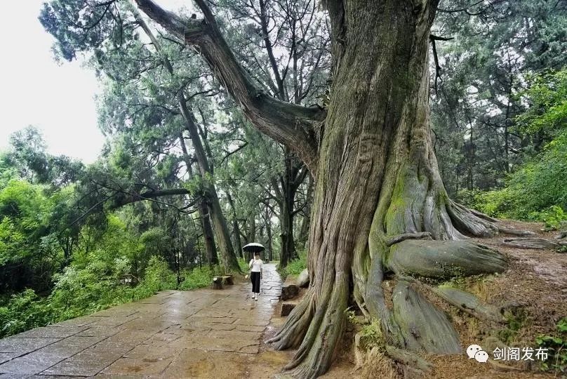 剑阁翠云廊,一条穿越2000多年的古柏驿道