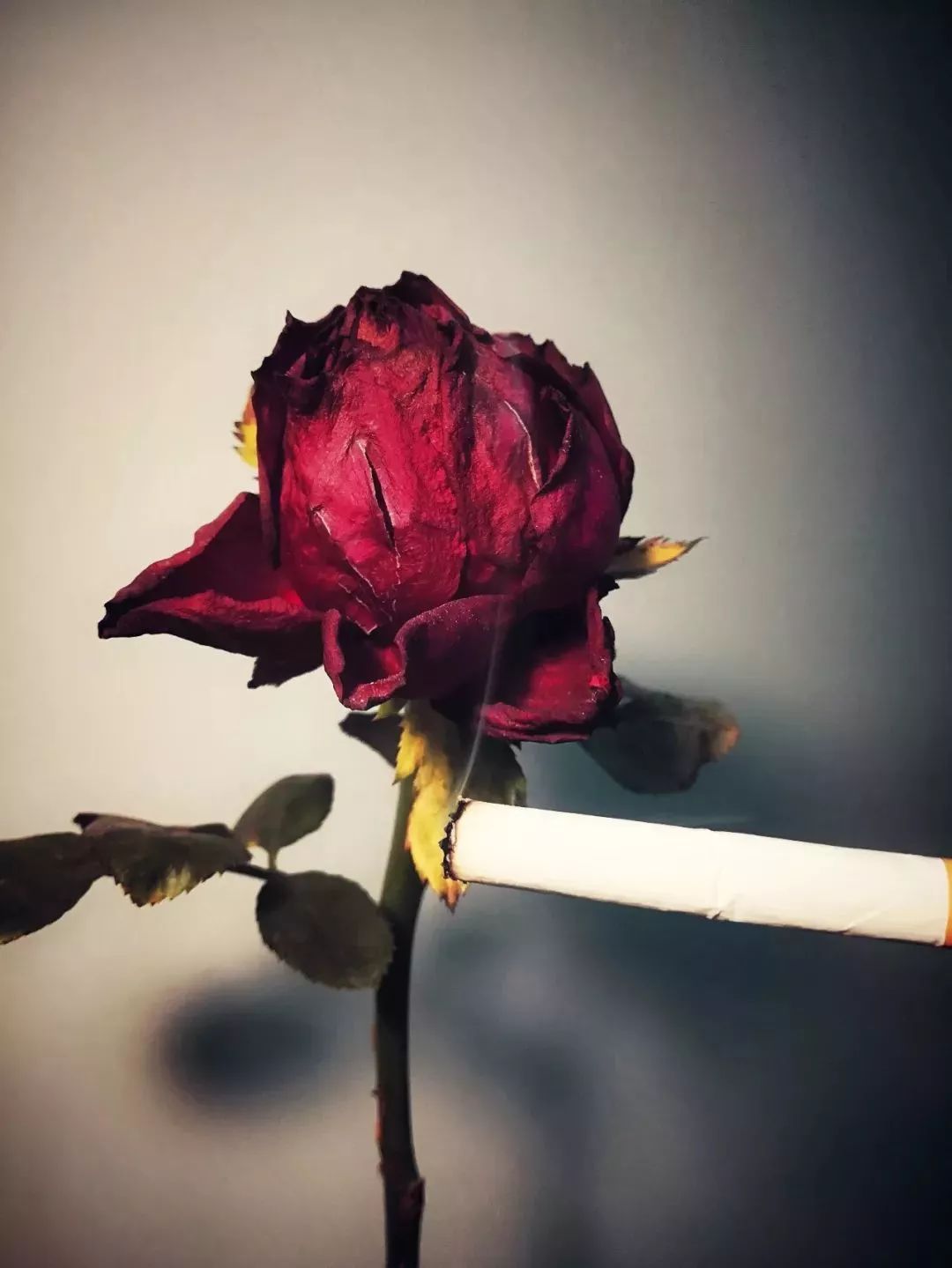 《别让烟味吹谢了玫瑰》
